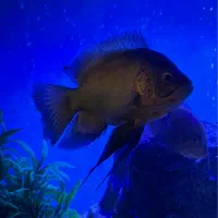 اسکار سلطنتی سوپرباله بلند و اسکار مسی|ماهی|تربت‌حیدریه, ۴۵ متری|دیوار