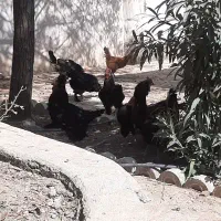 مرغ محلی سیاه ۱۳ عدد