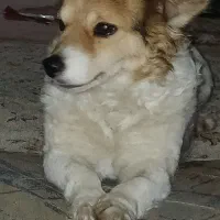 اشپیتز  تربیت شده