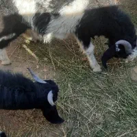 تروشت یا نربز|حیوانات مزرعه|سراوان, |دیوار