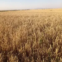 گندم دیم وابی