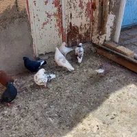 کبوتر پرشی و رنگی