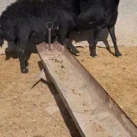 گوسفند|حیوانات مزرعه|قیدار, |دیوار