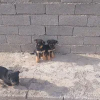 سگ خوب|سگ|حلب, |دیوار