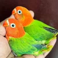 خرید و فروش  ۲۴ ساعته پرنده زینتی|پرنده|بندرعباس, |دیوار