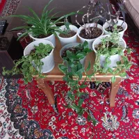 گل طبیعی خانگی|گل و گیاه طبیعی|الوند, |دیوار