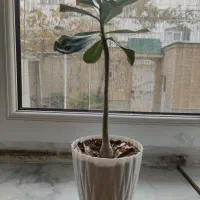 گل ادنیوم درحال گل دهی در تبریز تحویل داده میشه|گل و گیاه طبیعی|خسروشاه, |دیوار