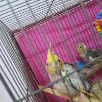 طوطی عروس|پرنده|فومن, |دیوار