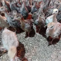 جوجه بوقلمون برنزه|حیوانات مزرعه|فردیس, شهرک وحدت|دیوار