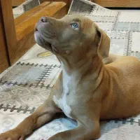 واگذاری آمیریکن پیتبول|سگ|اصفهان, سرتاوه|دیوار