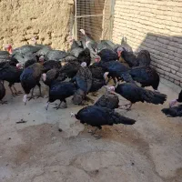 بوقلمون سیاه محلی (عجب شیر)|حیوانات مزرعه|عجب شیر, |دیوار