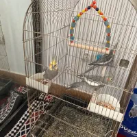 عروس هلندی سرحال نر و ماده