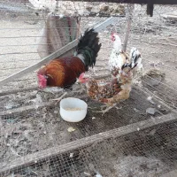 مرغ و خروس گلین|حیوانات مزرعه|دابودشت, |دیوار