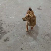 پاکوتاه ماده شیوا وا|سگ|تهران, فلسطین (میدان انقلاب)|دیوار