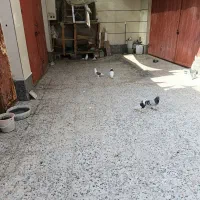 انواع کبوتر|پرنده|بندر کنگان, |دیوار