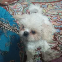 سگ شیتزو۸ماهه بسیار بازیگوش و حرف گوشکن