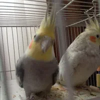 عروس هلندی|پرنده|کرمان, |دیوار