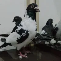 پلنگ افغانی|حیوانات|مشهد, کوی المهدی|دیوار