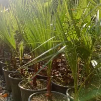 پالم ، یوکا ، یاس هلندی ، بابا آدم ، کاج ابلق|گل و گیاه طبیعی|اطاقور, |دیوار