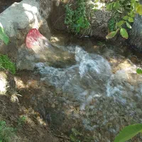 فروش-باغ-انگور