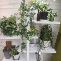 استند گل|گل و گیاه طبیعی|گنبد کاووس, |دیوار