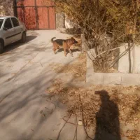 سگ ژرمن نر|سگ|ارژن, |دیوار