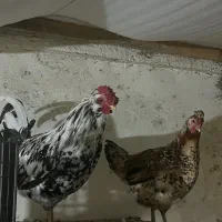 جوجه ۳۰ روز گلین لری|حیوانات مزرعه|قائمشهر, |دیوار