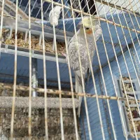 یک جفت عروس هلندی مولد سر حال|پرنده|زاهدان, |دیوار