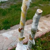 باغبانی سمپاشی کاشت چمن هرس کاری. پیوند و...|خدمات باغبانی و درختکاری|تبریز, |دیوار