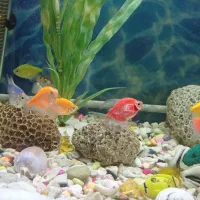 ماهی کالر ولجنخوار