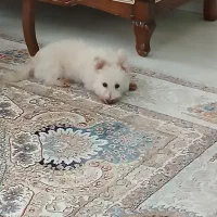 سگ گمشده در رشتیان|حیوانات|رشت, علی آباد|دیوار