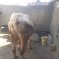 گوساله گاو  گوشتی برای قصابی|حیوانات مزرعه|کامیاران, |دیوار