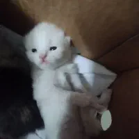 گربه ملوس و خوشگل توضیحات چک‌شود