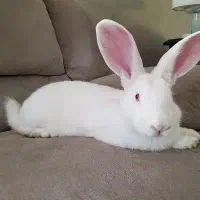 خرگوش چشم قرمز باهوش و بامزه