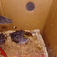 بلدرچین بزرگ و کوچک