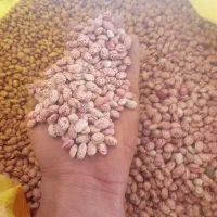 لوبیا چیتی دینارون برداشت امسال از یک کیلو تا دوتن