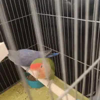 کوتوله|پرنده|تیران, |دیوار