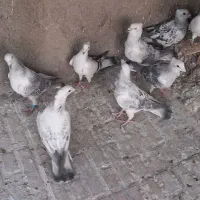 شامی کرمونی|پرنده|بیرجند, |دیوار