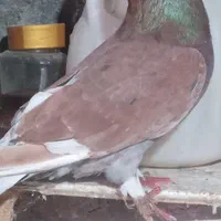 چند تا کبوتر پرشی|پرنده|رشت, گلباغ نماز|دیوار