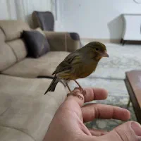 قناری اوپال خارجی دهن لر|پرنده|کوهدشت, |دیوار