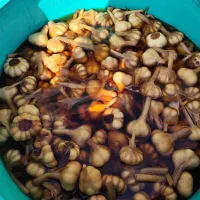 فروش عمده محصولات زیتون طارم|خوردنی و آشامیدنی|آمل, |دیوار