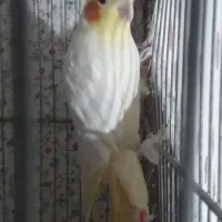 عروس هلندی|پرنده|مشهد, هفده شهریور|دیوار