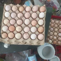 تخم‌ مرغ روستا سنتی خروس گلین