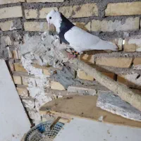 پرنده|پرنده|خرمشهر, |دیوار