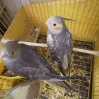 فروش فوری|پرنده|جوادآباد, |دیوار