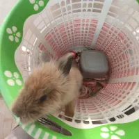 خرگوش لپ|موش و خرگوش|ملارد, |دیوار