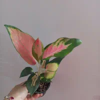 گل و گیاه آپارتمانی|گل و گیاه طبیعی|رشت, پل تالشان|دیوار