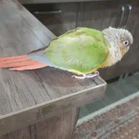 قیمت ۳میلیون باقفس