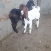 بره و بزغاله شیری