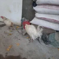 خروس تاقچه جوان